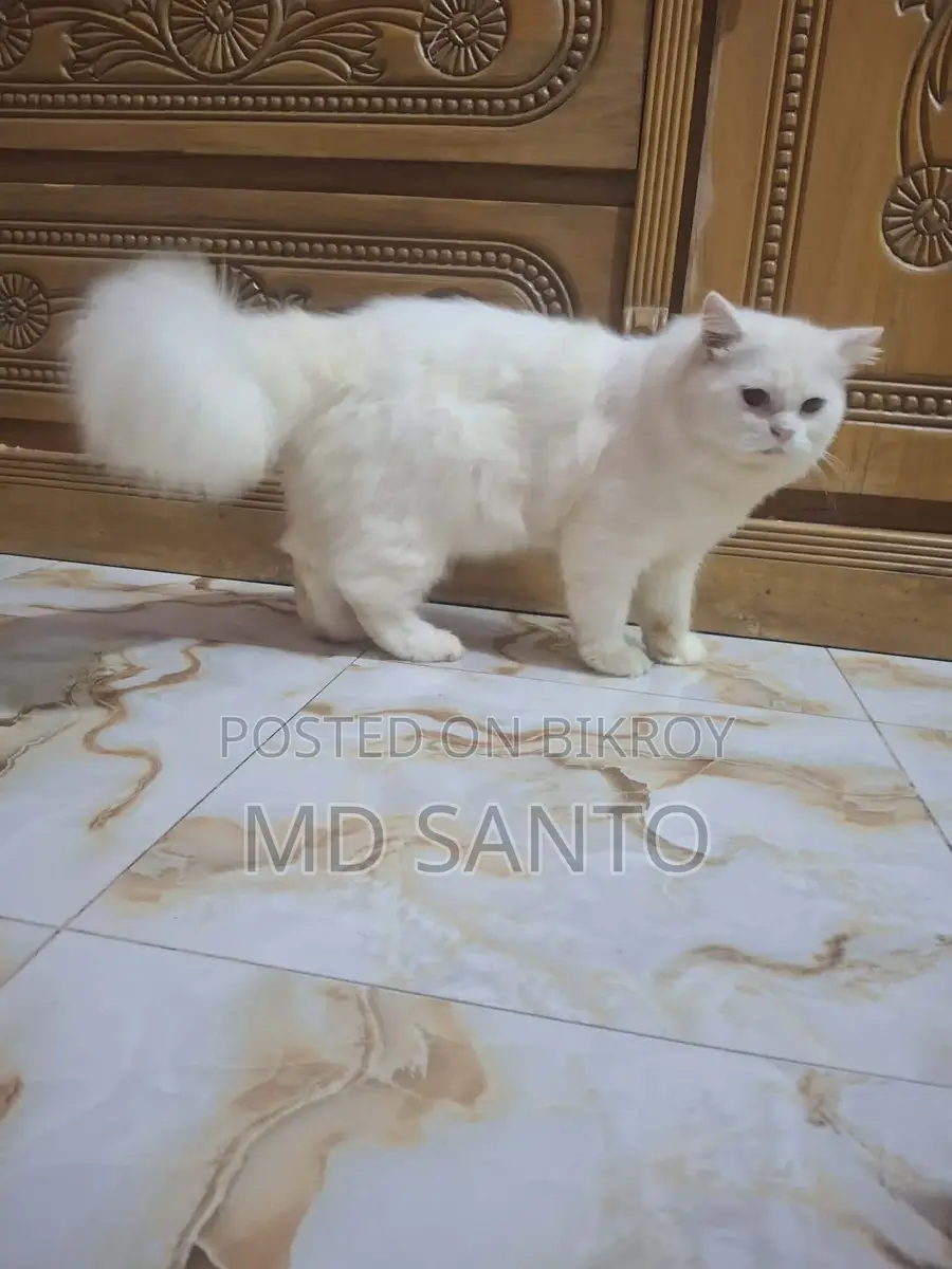 Persian Cat Male