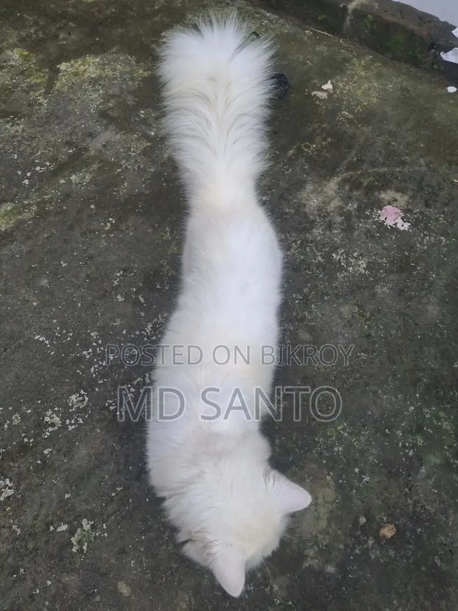 Persian Cat Male