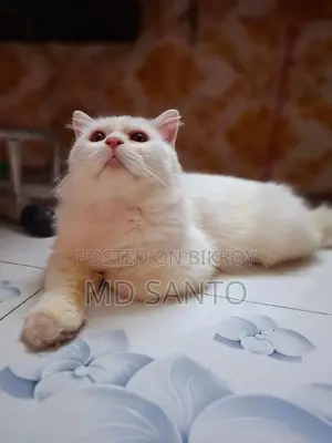 Persian Cat Male