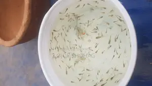 Guppy Fish Fry.