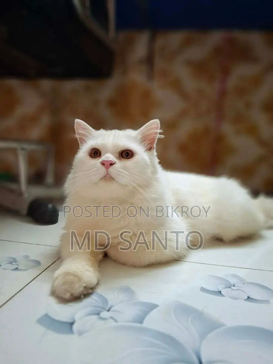 Persian Cat Male