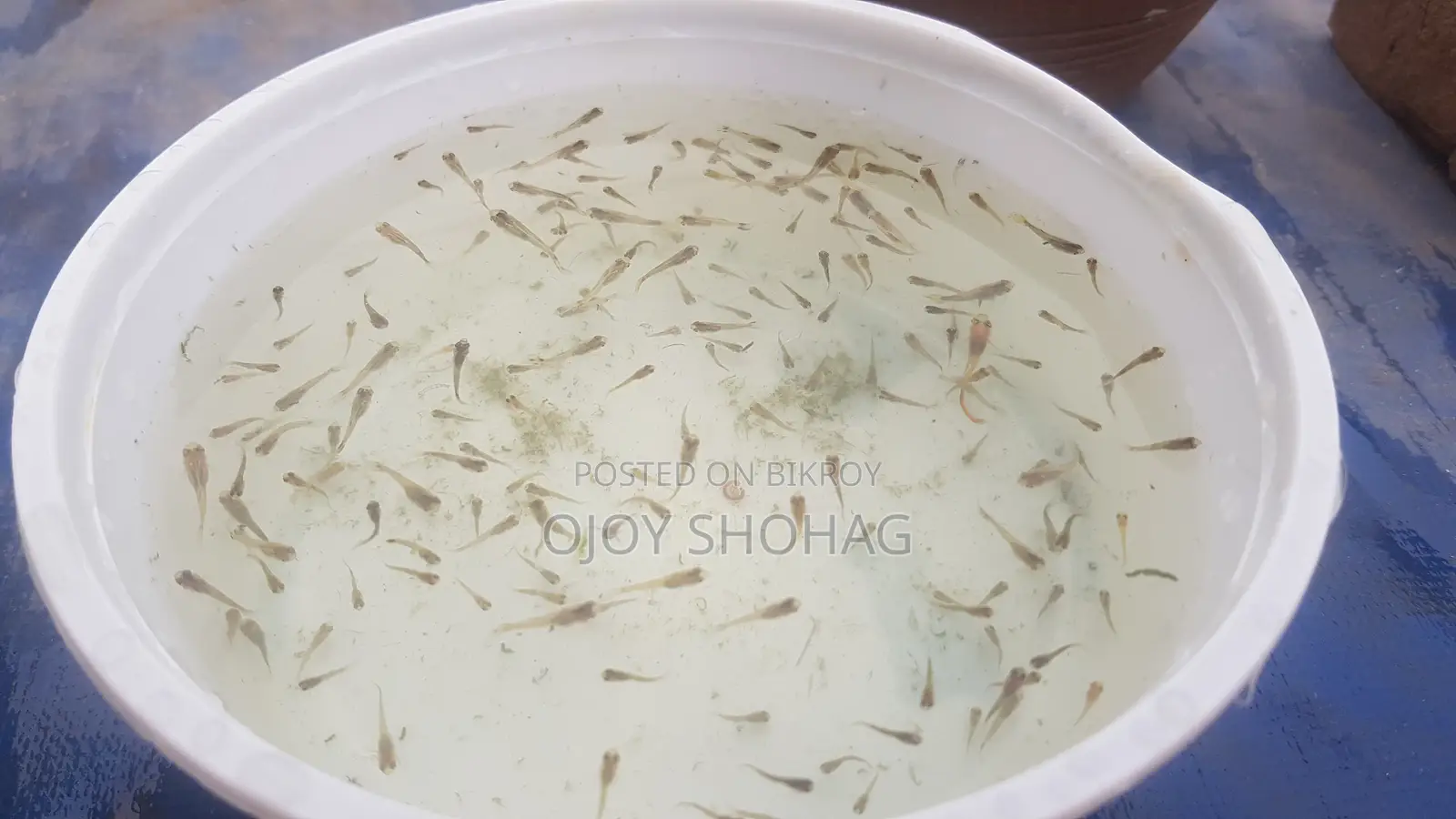 Guppy Fish Fry.