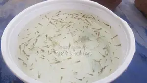 Guppy Fish Fry.