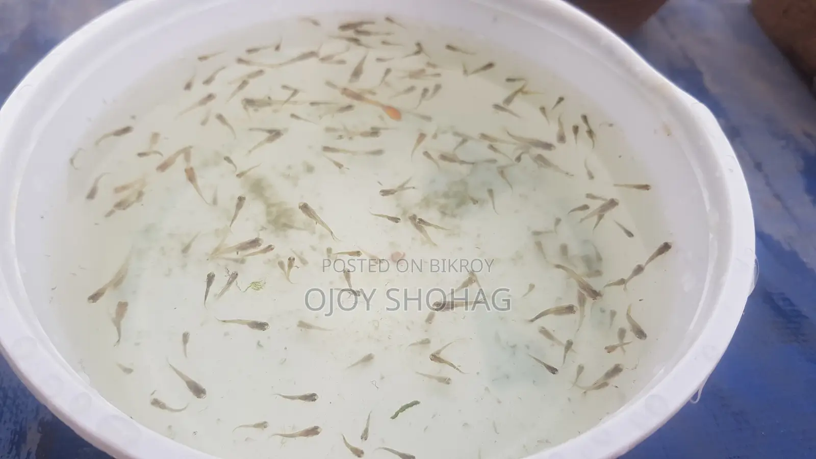 Guppy Fish Fry.
