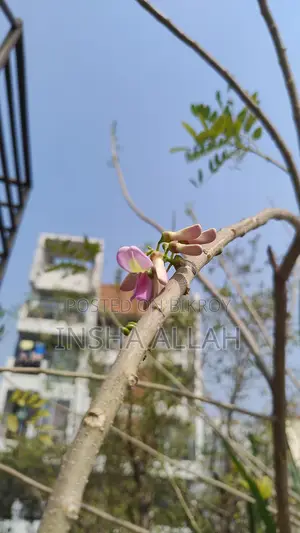 Falgunimanjari Gliricidia