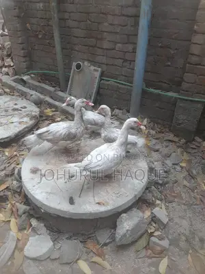 Ducks for Sale