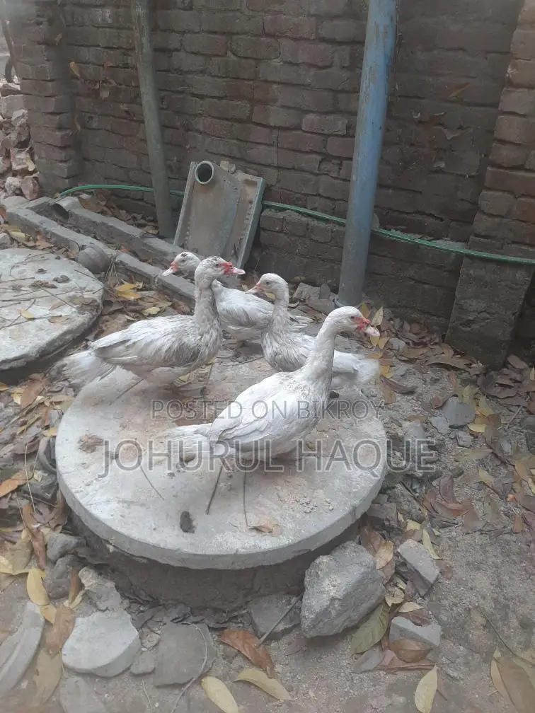 Ducks for Sale