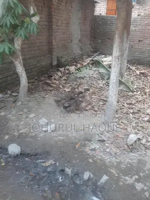Ducks for Sale
