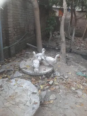 Ducks for Sale