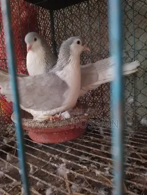 Selling Pets