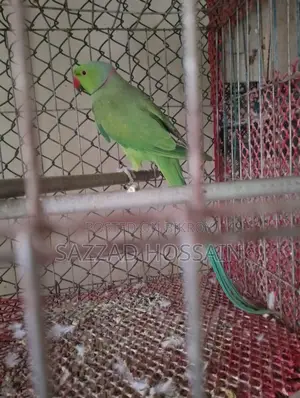 Selling Pets