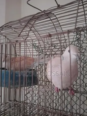 Selling Pets