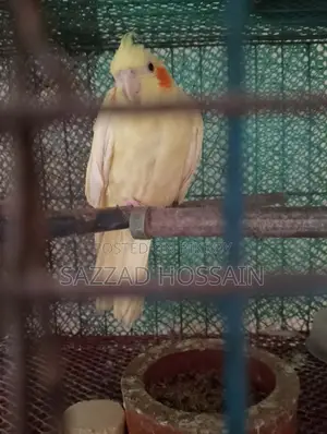 Selling Pets