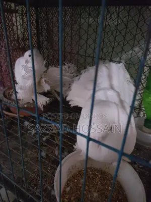 Selling Pets