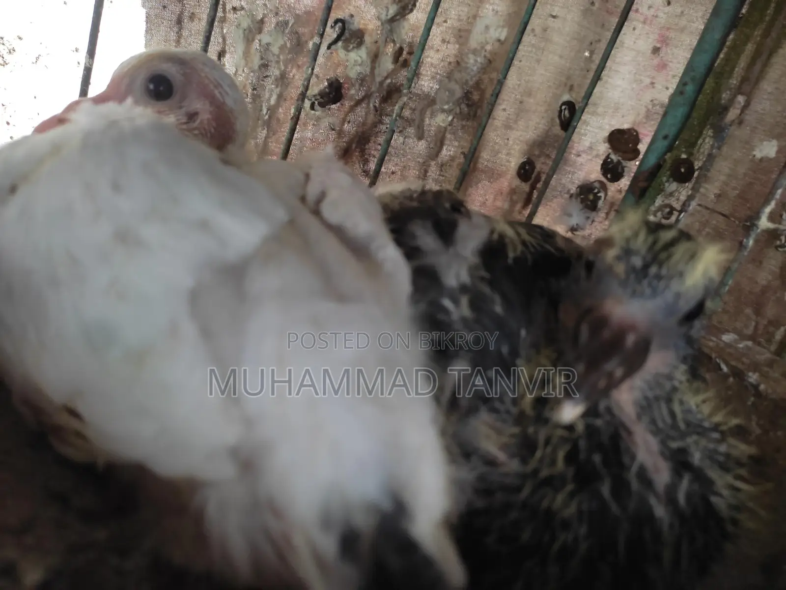 Pigeon Chicks