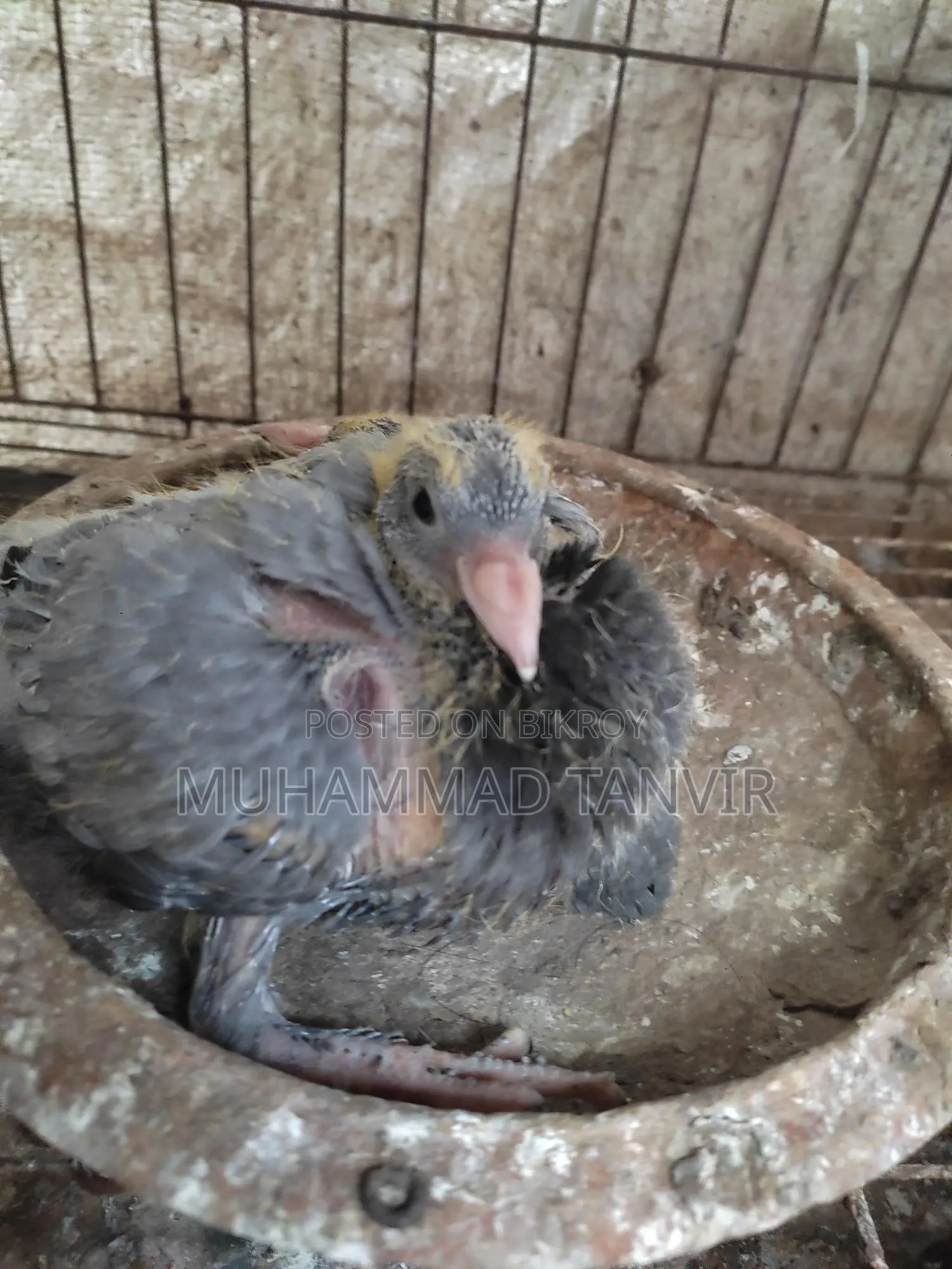 Pigeon Chicks