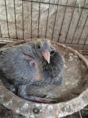 Pigeon Chicks