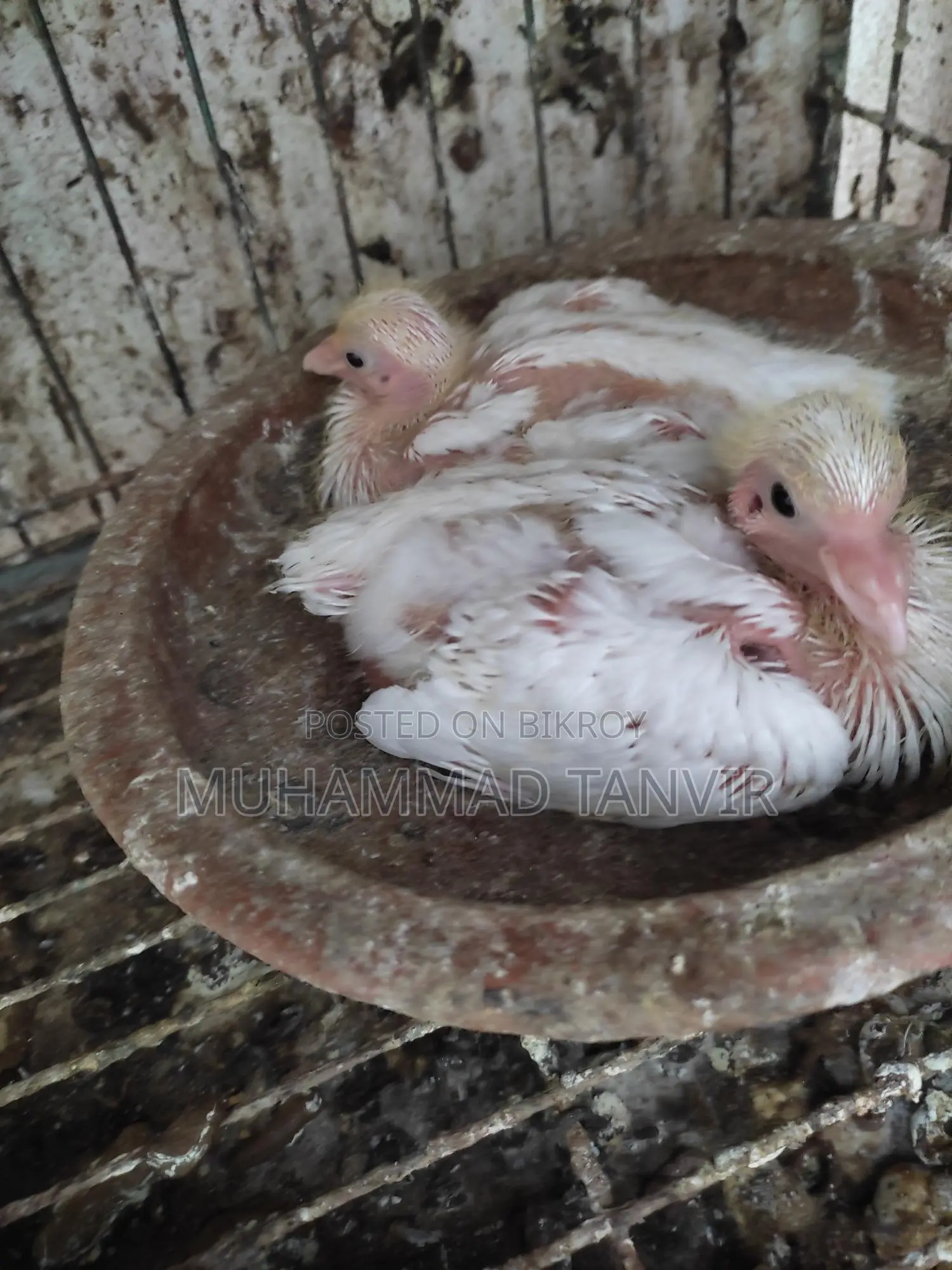 Pigeon Chicks