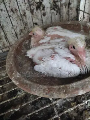 Pigeon Chicks