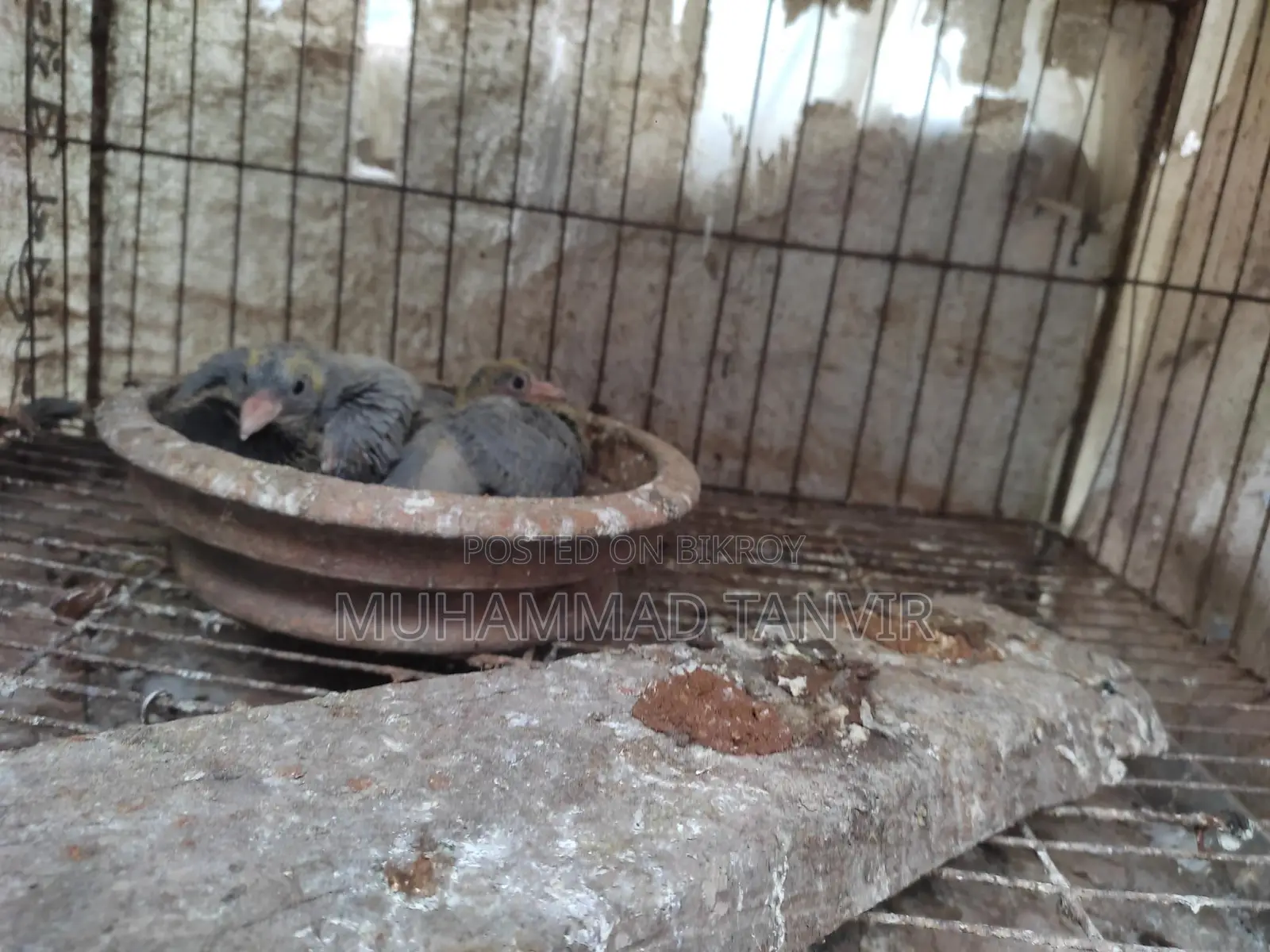 Pigeon Chicks
