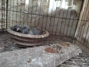 Pigeon Chicks