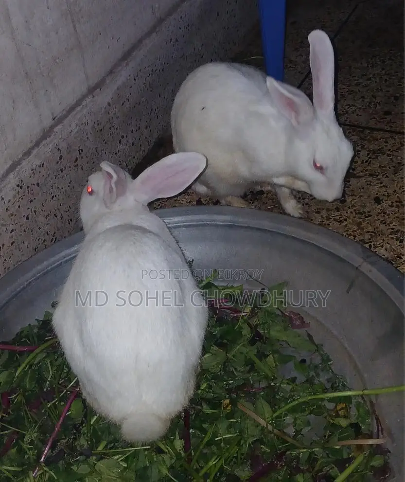 2 White Rabbits