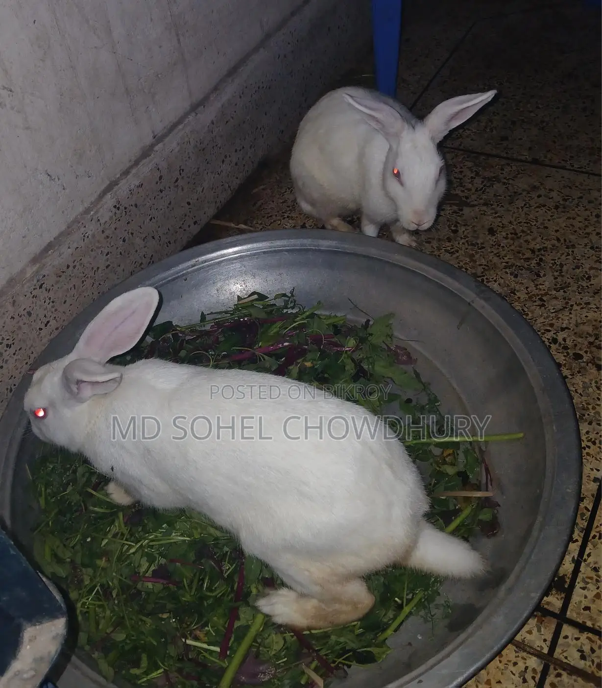 2 White Rabbits