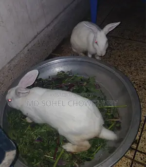 2 White Rabbits