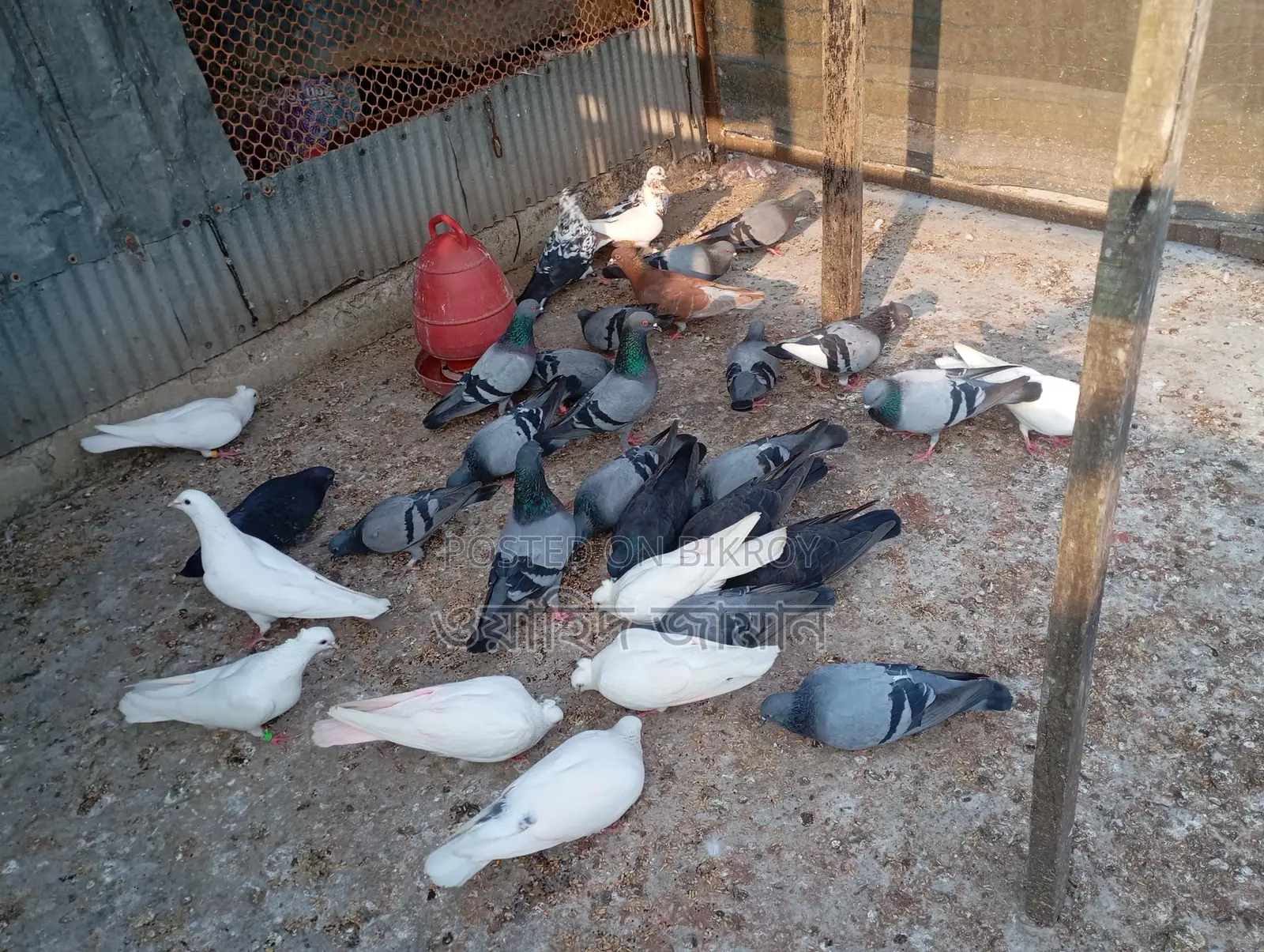 Running Pigeons for Sale with Eggs and Chicks