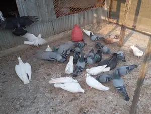 Running Pigeons for Sale with Eggs and Chicks
