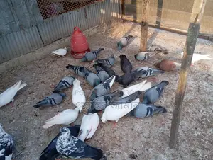 Running Pigeons for Sale with Eggs and Chicks