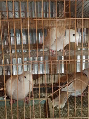 অস্ট্রেলিয়ান ঘুঘু - Australian Dove