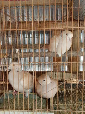 Australian Dove