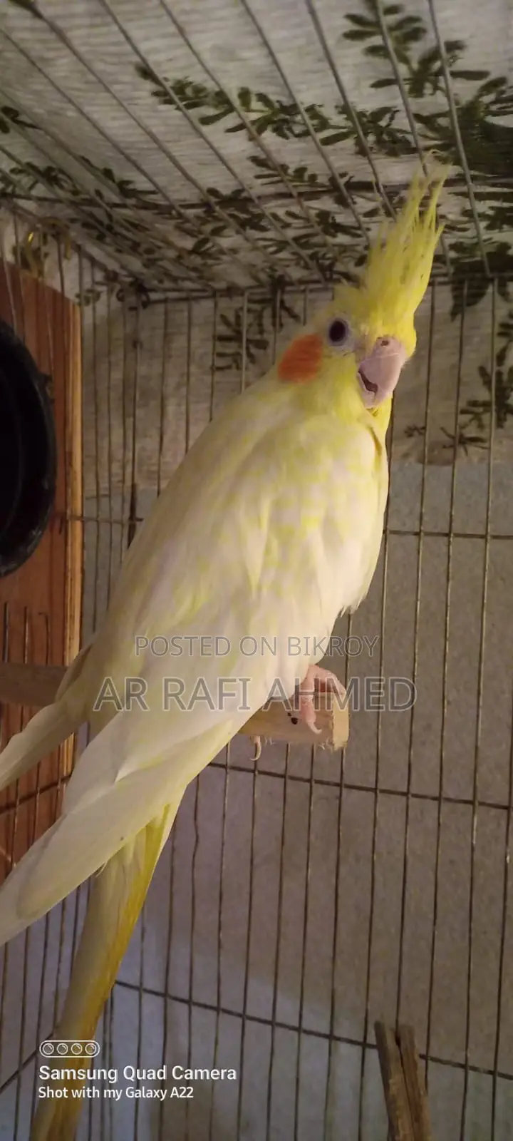 Running Female Lutino Pearl Cockatiel for Sale