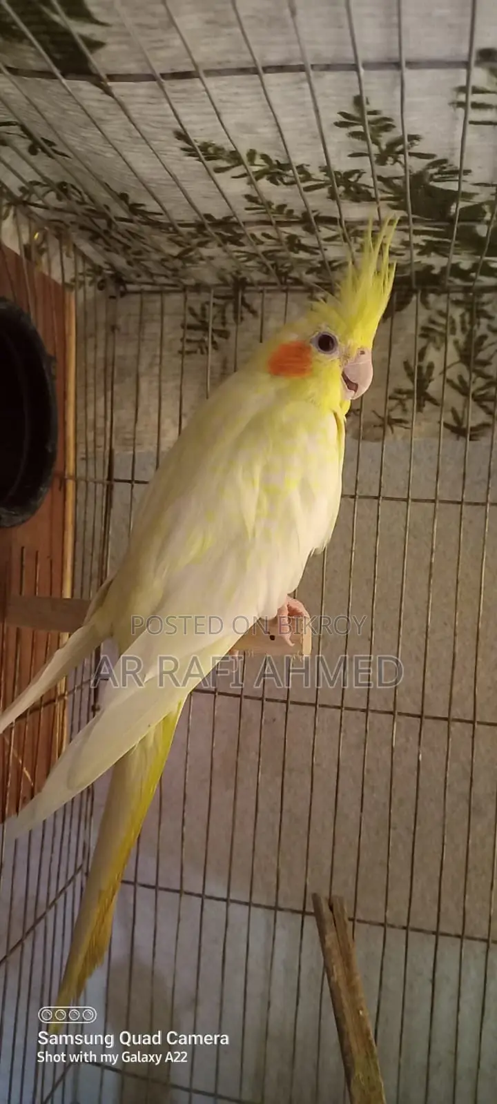 Running Female Lutino Pearl Cockatiel for Sale