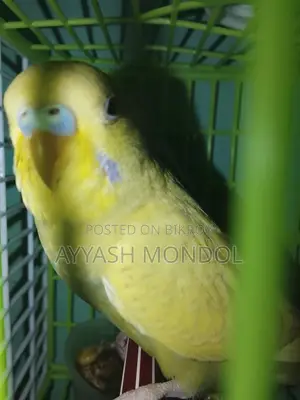 Budgerigar Bird