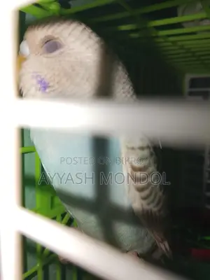 Budgerigar Bird