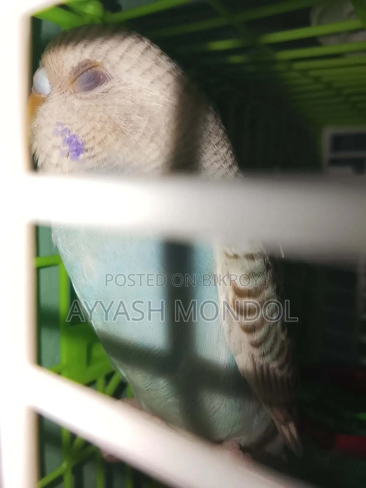 Budgerigar Bird