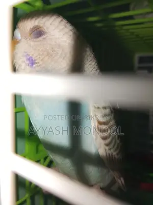 Budgerigar Bird