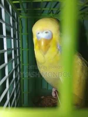 Budgerigar Bird