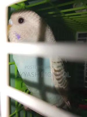 Budgerigar Bird