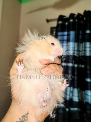 Syrian Long Hair Hamster