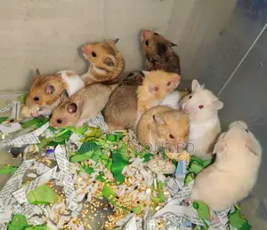 Syrian Long Hair Hamster