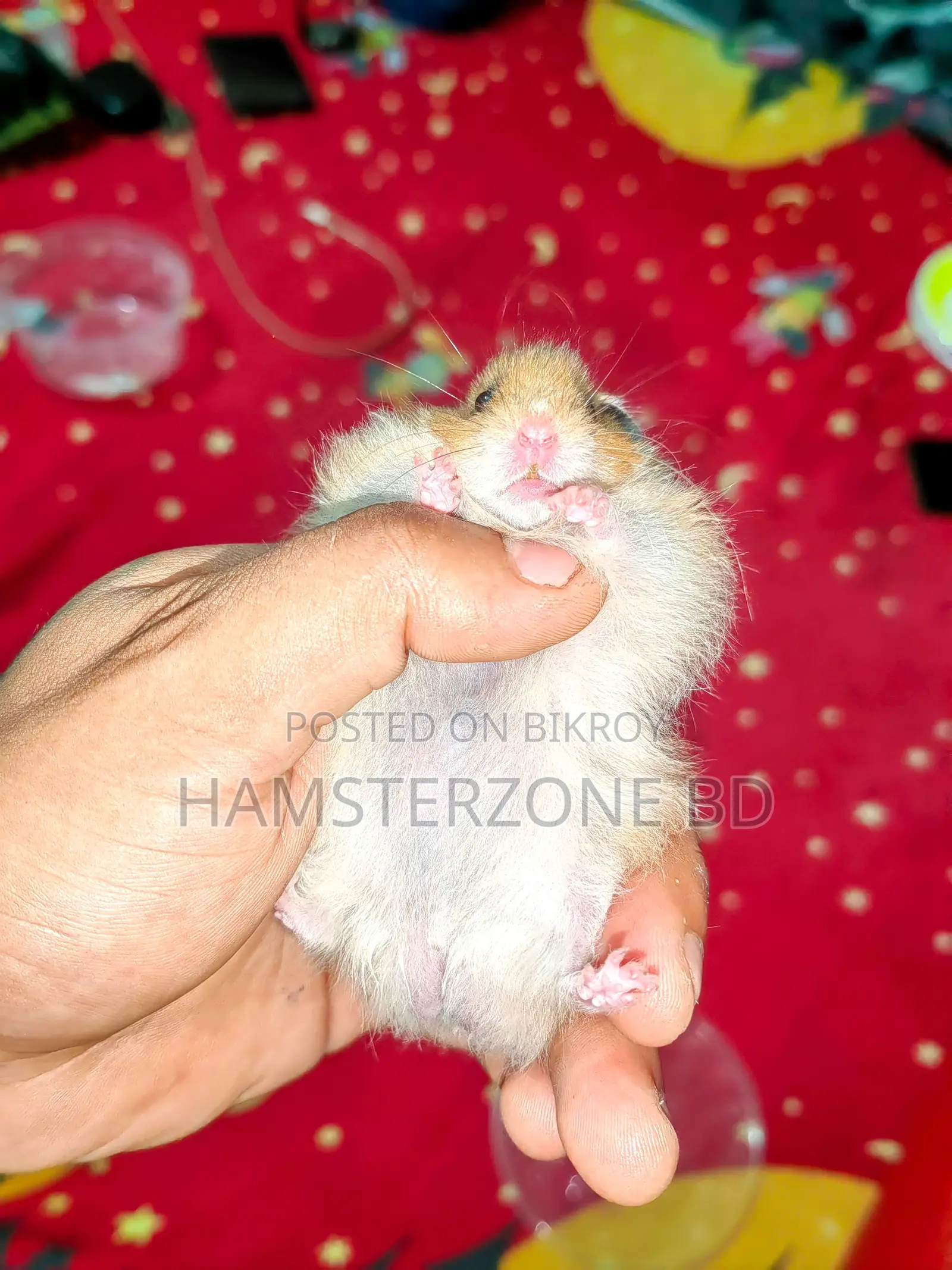 Syrian Long Hair Hamster