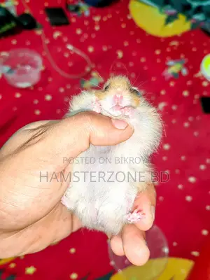 Syrian Long Hair Hamster