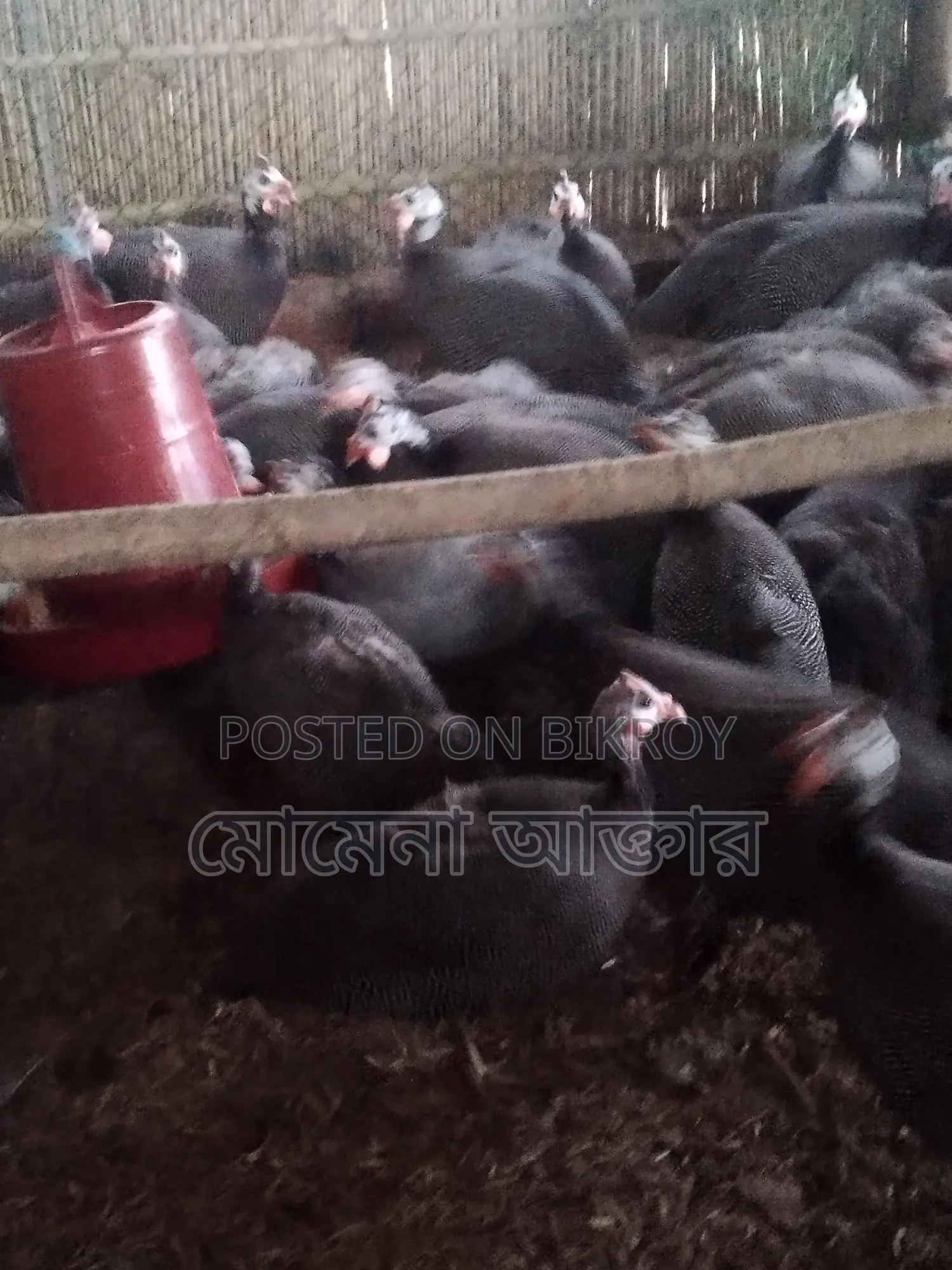 তিথি পাখির ডিম বিক্রি করবো কারো লাগলে যোগাযোগ করুন
