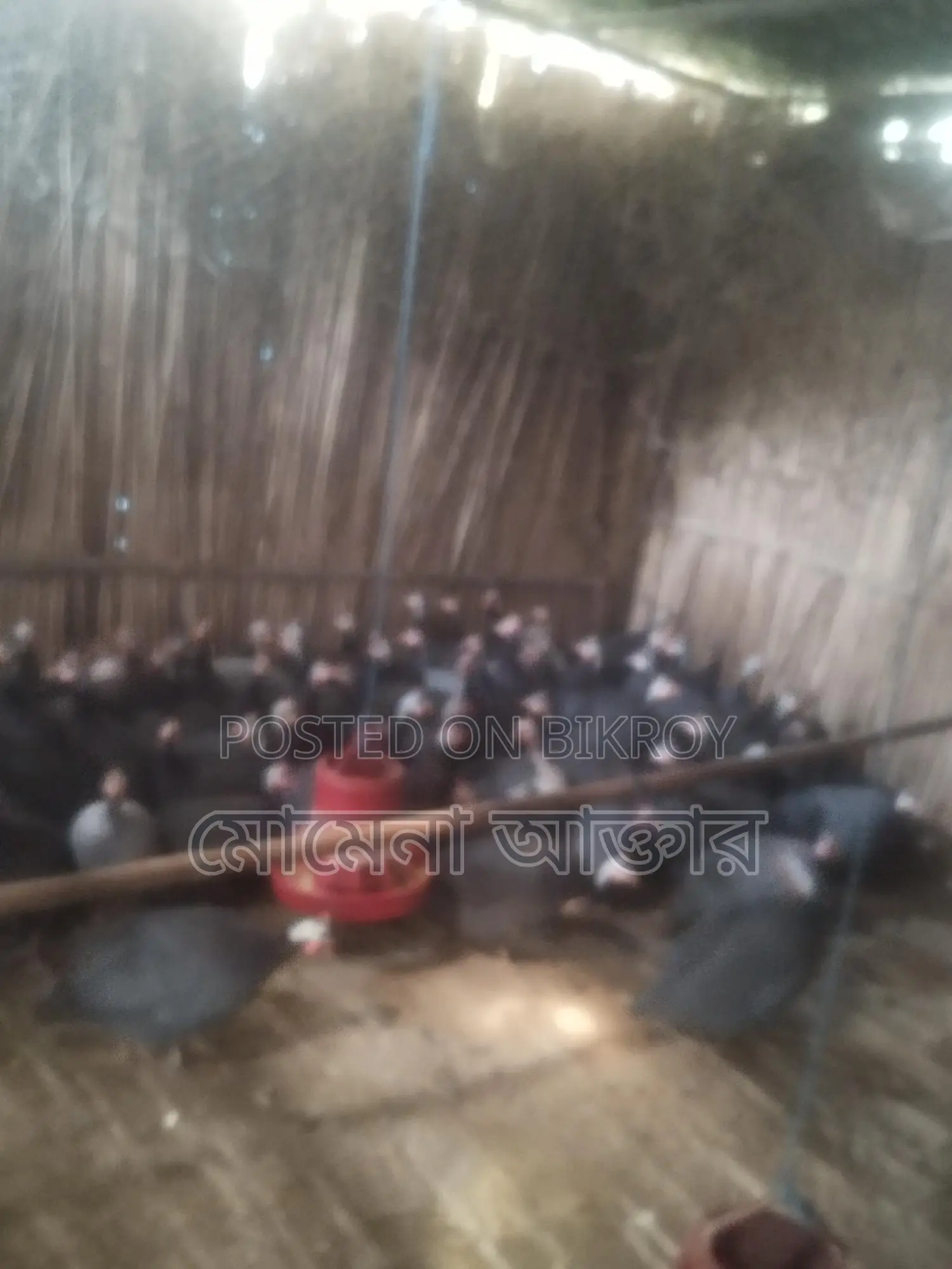 তিথি পাখির ডিম বিক্রি করবো কারো লাগলে যোগাযোগ করুন