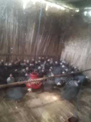 তিথি পাখির ডিম বিক্রি করবো কারো লাগলে যোগাযোগ করুন
