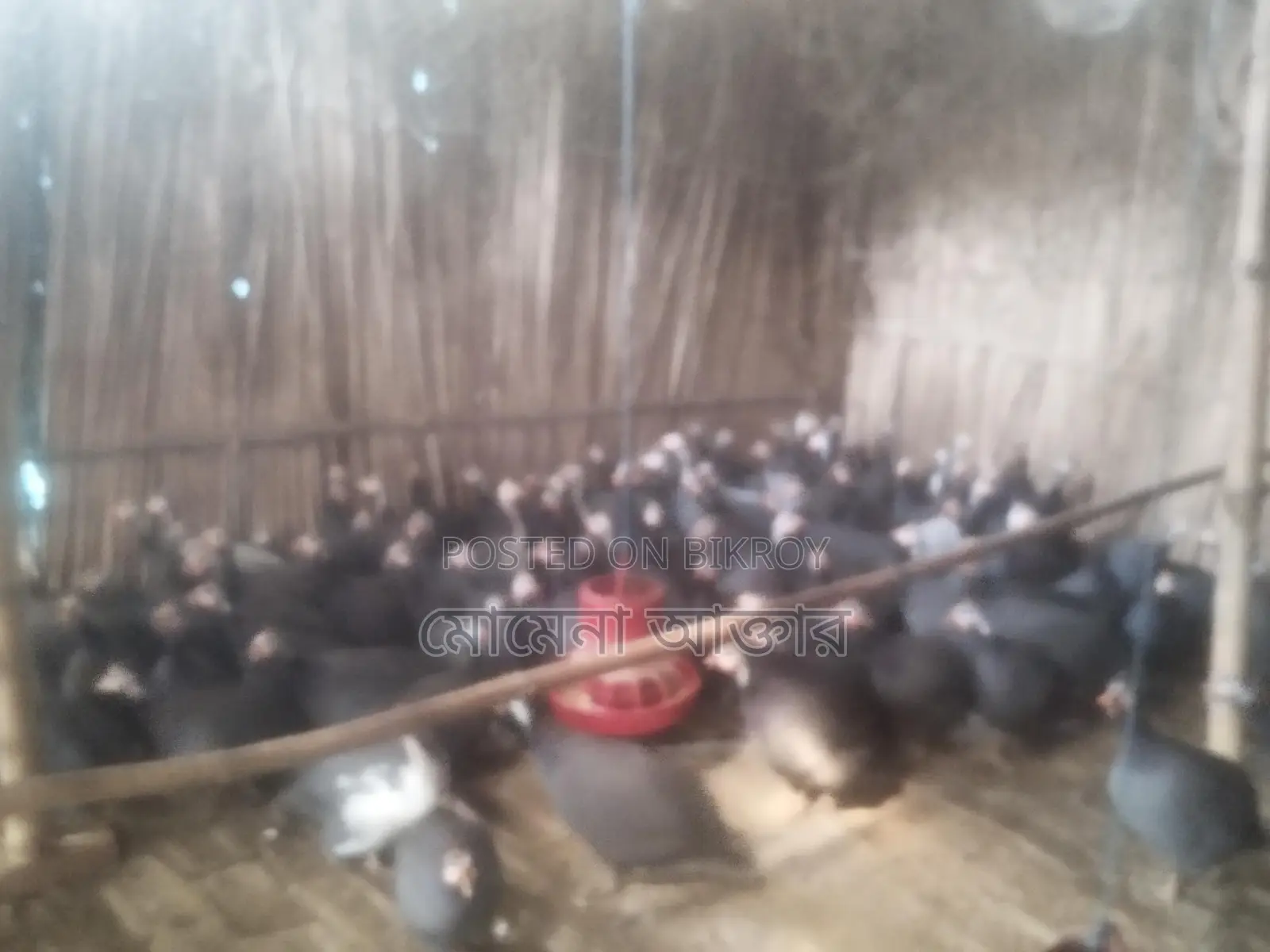তিথি পাখির ডিম বিক্রি করবো কারো লাগলে যোগাযোগ করুন