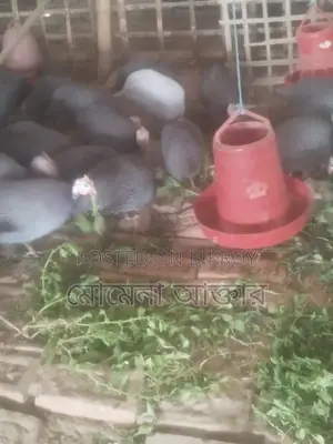 Selling Tithi bird eggs, contact if anyone needs them